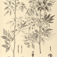 59. SERJANIA trichomisca.