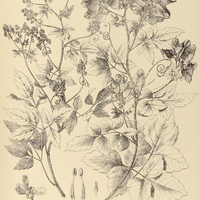 60. SERJANIA confertiflora.
