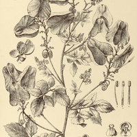 61. SERJANIA eucardia.