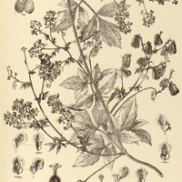 62. SERJANIA glutinosa.
