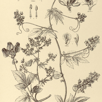63. SERJANIA comata.