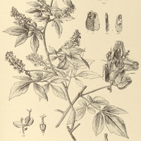 64. SERJANIA deflexa.