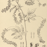 65. SERJANIA gracilis.