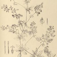 66. SERJANIA laxiflora.