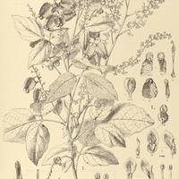 67. SERJANIA I. faveolata, II. dentata.
