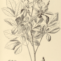 68. SERJANIA aculeata.