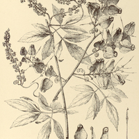 69. SERJANIA sphaerococca.