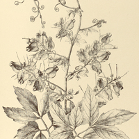 70. SERJANIA adusta.