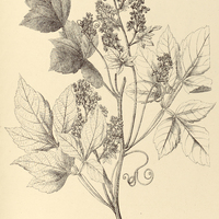 71. SERJANIA marginata, forma pluridentata.