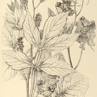 72. SERJANIA erecta.