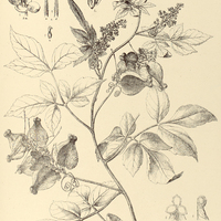 73. SERJANIA exarata.