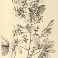 74. SERJANIA ovalifolia.