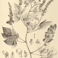 75. SERJANIA fuscifolia.