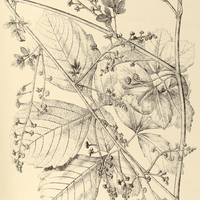 76. SERJANIA perulacea.