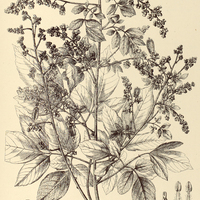 77. SERJANIA perulacea.