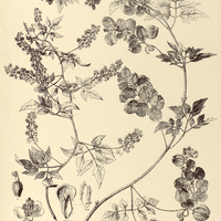 78. SERJANIA orbicularis.