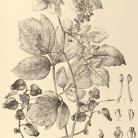 79. SERJANIA tristis.