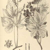 80. SERJANIA serrata.