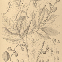 81. PAULLINIA I. imberbis, II. elegans.