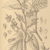 82. PAULLINIA rubiginosa, forma setosa.