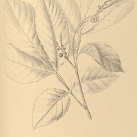 83. PAULLINIA seminuda.