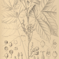 84. PAULLINIA Cupana.