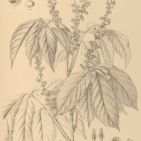 85. PAULLINIA I. firma, II. capreolata.