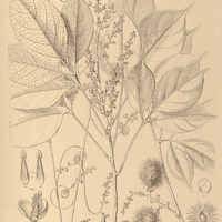 86. PAULLINIA paullinioides.