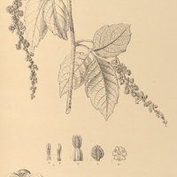 87. PAULLINIA verrucosa.