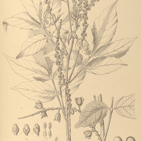 88. PAULLINIA rufescens.