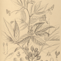 89. PAULLINIA caloptera.