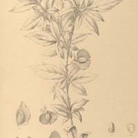 90. PAULLINIA selenoptera.
