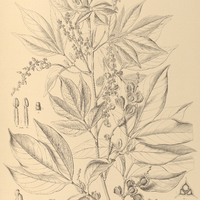 91. PAULLINIA racemosa.