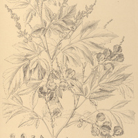 92. PAULLINIA uloptera.