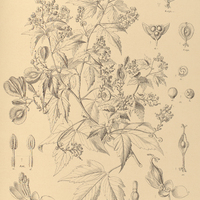 93. URVILLEA uniloba.