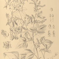 94. URVILLEA laevis.
