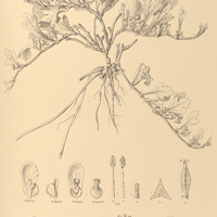 96. CARDIOSPERMUM procumbens.