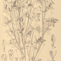 97. CARDIOSPERMUM strictum.