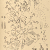 98. THINOUIA ventricosa.