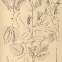 99. THINOUIA I. compressa, II. ternata, III. scandens, forma areolata.