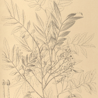 100. DIATENOPTERYX sorbifolia.