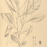 101. ALLOPHYLUS acutatus.