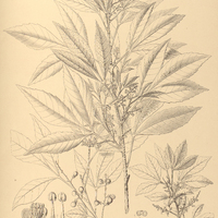 102. ALLOPHYLUS edulis.