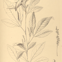 103. ALLOPHYLUS strictus.