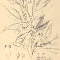 104. ALLOPHYLUS petiolulatus.