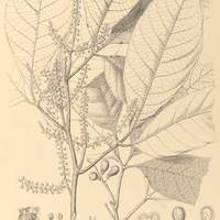 105. ALLOPHYLUS robustus.