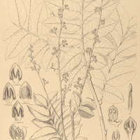 106. TOULICIA crassifolia.