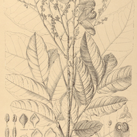 107. TOULICIA tomentosa.