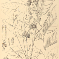 108. POROCYSTIS toulicioides.