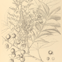 109. SAPINDUS Saponaria.